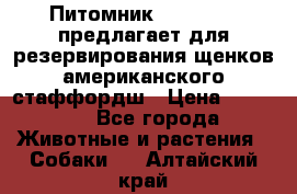 Питомник KURAT GRAD предлагает для резервирования щенков американского стаффордш › Цена ­ 25 000 - Все города Животные и растения » Собаки   . Алтайский край